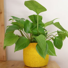 Load image into Gallery viewer, Kenyan Handwoven Sisal Planter Baskets